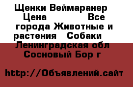 Щенки Веймаранер › Цена ­ 40 000 - Все города Животные и растения » Собаки   . Ленинградская обл.,Сосновый Бор г.